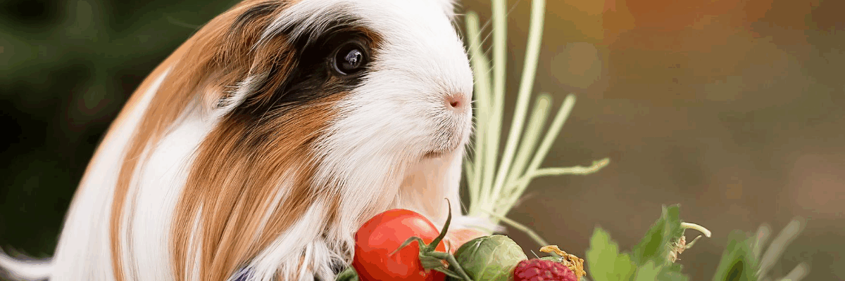 animal-exotico-con-tomates
