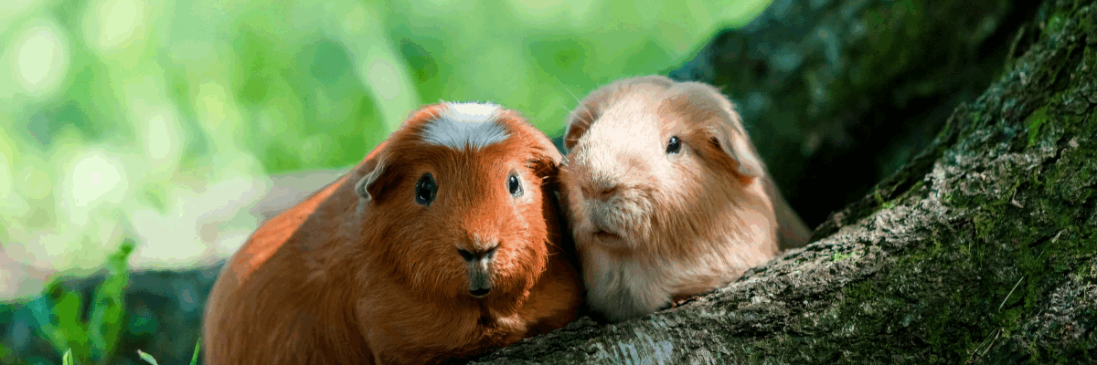 dos-animales-exoticos